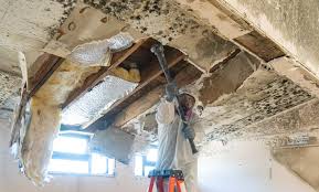 Why You Should Choose Our Mold Remediation Services in Pine Lake Park, NJ